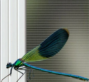 Vážka - sítě proti hmyzu Brno