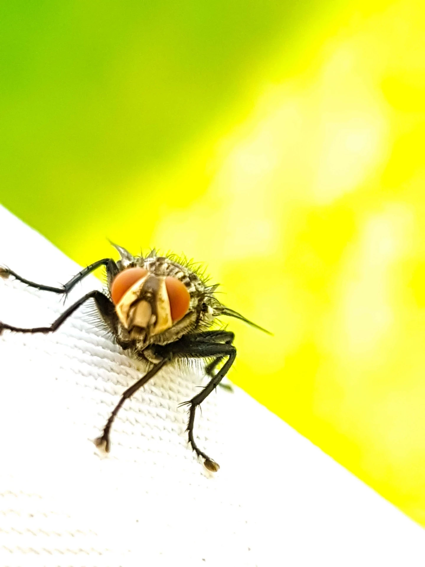 Sítě do oken proti hmyzu Brno